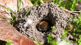 Footage of a female ground bee in her hole on the ground in the city of Regensburg in Bavaria, Germany