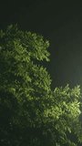 Trees under heavy rain and very strong wind at night, Tropical storm concept, Nobody, Weather or environment background, Vertical video for smartphone footage