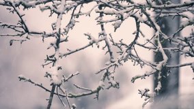 Snow storm on bare branches of tree in winter medium 4k shot selective focus - Powered by Shutterstock - Get 15% off with code: PIKWIZARD15