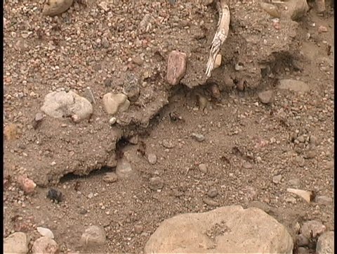 Ants move across their new home with construction materials.