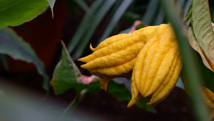 Yellow ripe fingered citron Buddha's hand (Citrus medica var. sarcodactylis) hanging on tree with leaves in the citrus garden close up Royalty-Free Stock Footage #3469001419