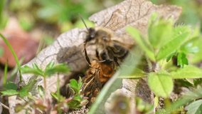 Footage of female and male ground bees mating on the ground in the city of Regensburg in Bavaria, Germany