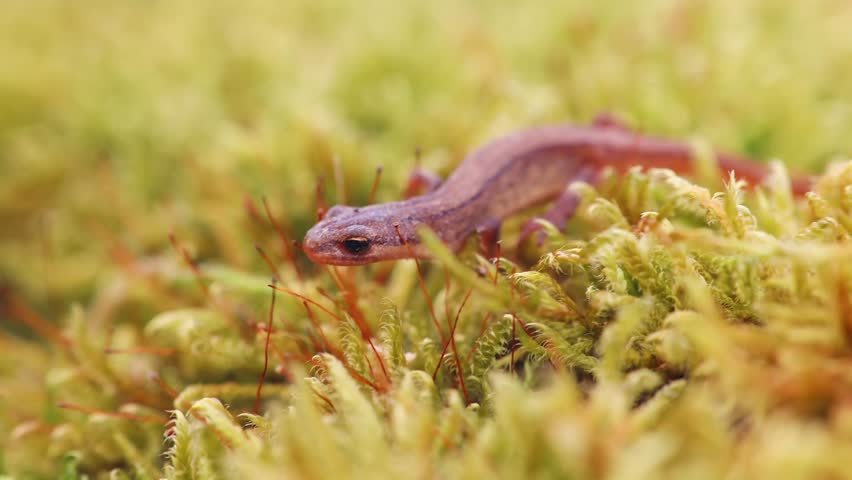 Lissotriton vulgaris, smooth newt animal walking on moss in early spring season. Macro Czech animal amphibian background