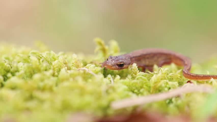 Lissotriton vulgaris, smooth newt animal walking on moss in early spring season. Macro Czech animal amphibian background