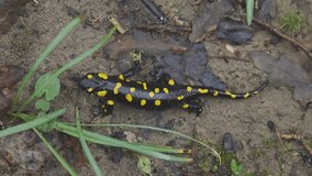 Spotted salamander, black skin color with yellow spots, shiny skin, venomous animals. In their habitat, wild nature. exploring, into the wild.watercourse and lush vegetation. video full hd - 4K