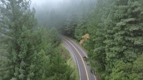Birds eyes view of modern car riding in woods of Redwood National and State Parks, California, USA. Morning foggy landscape in forest. Dense woods with coniferous trees covered with mist, 4k footage 