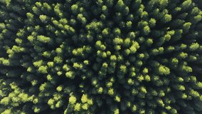 Birds eye view of dense forest in Redwood National and State Parks, California, USA. Drone rotating over the green tree tops. Wild woods with coniferous trees. Textured natural background, 4k footage 