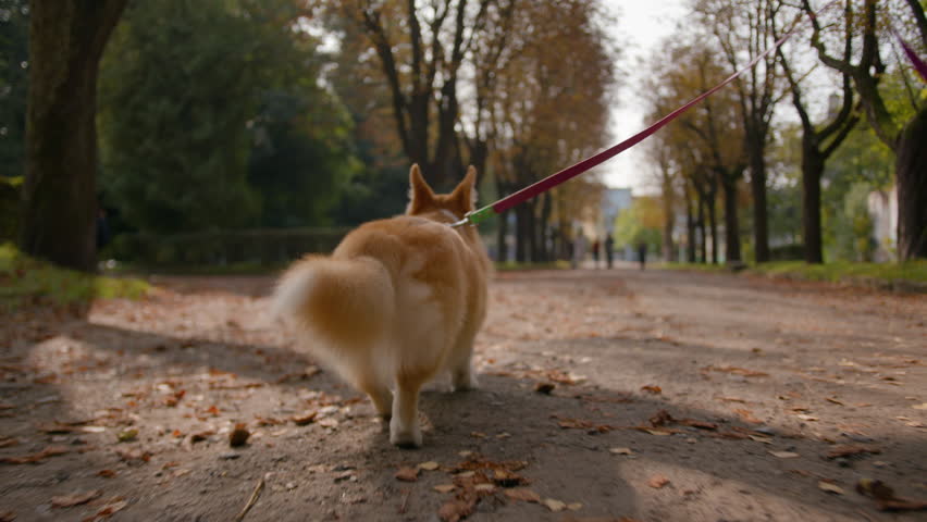 Back view of little pet puppy golden welsh corgi pembroke dog domestic animal with fluffy furry tail small paws walking in city park close up lovely obedient pup walk go on leash with owner outdoors Royalty-Free Stock Footage #3469174803