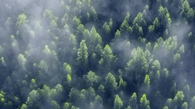 Panoramic view of Redwood National and State Parks in foggy clouds, California, USA. Top view of tree tops shining by morning sun. Small cloud formation covered wild forest, 4k footage with copy space