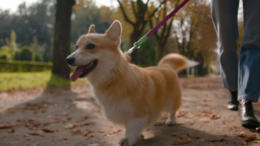 Close up small friend lovely puppy welsh corgi pembroke dog going on leash in park outdoors female legs unrecognizable woman handler owner walking with happy furry fluffy little pup in city love pet Royalty-Free Stock Footage #3469178919