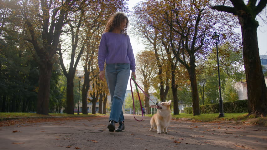 Caucasian woman girl female owner cynologist handler love pet going with small dog welsh corgi pembroke on leash in city park adorable funny furry puppy pup domestic animal walking weekend outdoors Royalty-Free Stock Footage #3469181339