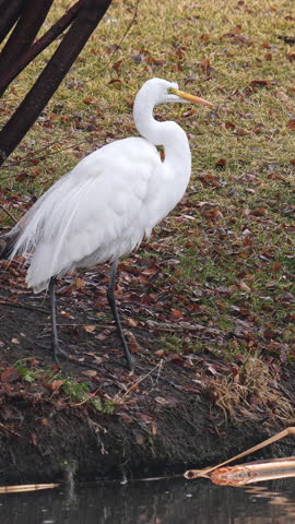 A Great Egret standing on the edge of a pond under a tree in Utah.