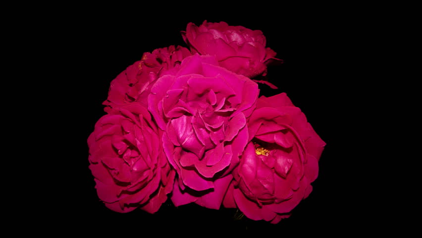 hd-time-lapse-roses-dying-stock-footage-video-100-royalty-free