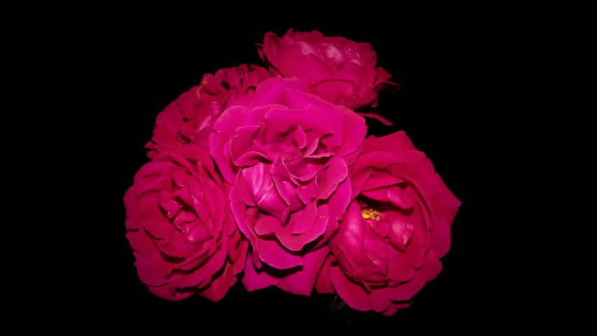 HD Time lapse of roses dying. 