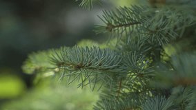 A close-up shot of the pine tree branch on the blurry background. - Powered by Shutterstock - Get 15% off with code: PIKWIZARD15