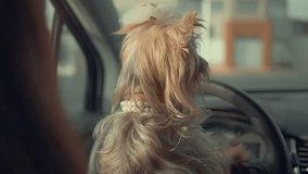 This video clip is all about a cute dog inside a car at driving sit looking around to drive a car so amazing shoot.