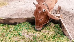 Cow eats green grass in a village stock video
Cow, Eating, Dairy Farm, Feeding, Cattle, Animal, Agriculture,