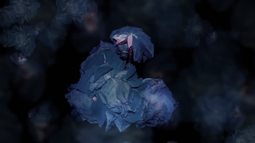 HD Time lapse of roses growing into bright beautiful pink roses.