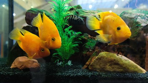 Yellow fish swim in the aquarium in the store, 4k.