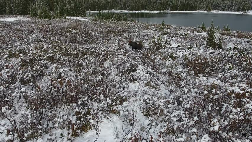 A spectacular 4K drone shot of a lone bull moose trekking next to a secluded lake in the middle of the winter with Maroon Bells in the distance, near Aspen and Snowmass, Colorado, USA.