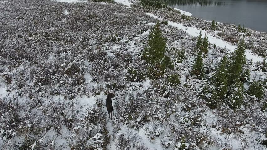 A spectacular 4K drone shot of a lone bull moose trekking next to a secluded lake in the middle of the winter with Maroon Bells in the distance, near Aspen and Snowmass, Colorado, USA.