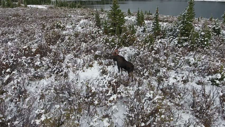 A spectacular 4K drone shot of a lone bull moose trekking next to a secluded lake in the middle of the winter with Maroon Bells in the distance, near Aspen and Snowmass, Colorado, USA.