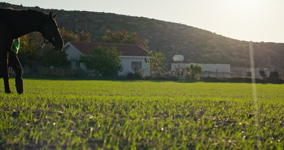 In Harmony with Nature: Woman Walking and Bonding with Horse on the Ranch, Demonstrating the Care and Training Involved in Animal Husbandry. High quality 4k footage