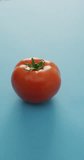 Vertical video of fresh ripe red tomato on blue background. fresh and organic vegetable produce.