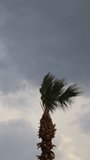 palm leaves blowing in the wind and blue sky. Vertical video for social media.	