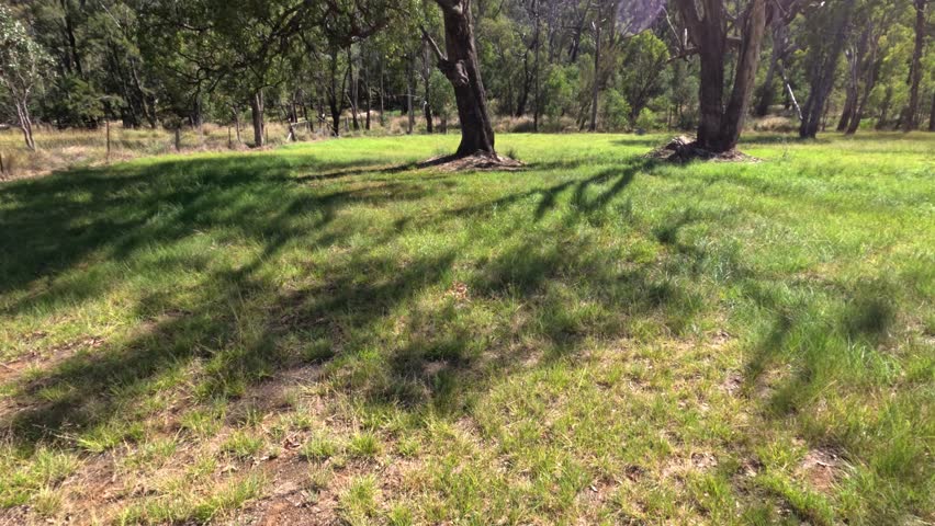 Slow pan across serene, sunlit parkland with trees