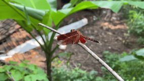 Neurothemis terminata Red-winged Dragonfly. Straight-edge Red Parasol dragonfly perching on tree branch