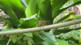 Asilidae golden robber fly perched on a papaya branch. Also known as assassin flies