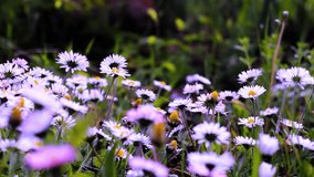 Beautiful Oxeye Daisy Flowers In The Meadow Video