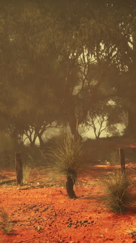 beauty of an untouched dirt field adorned with majestic trees and lush bushes against the backdrop of the Australian wilderness.