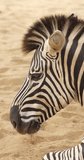 
Close up of a zebra head. High definition shot at 4K, 60 fps vertical video footage.