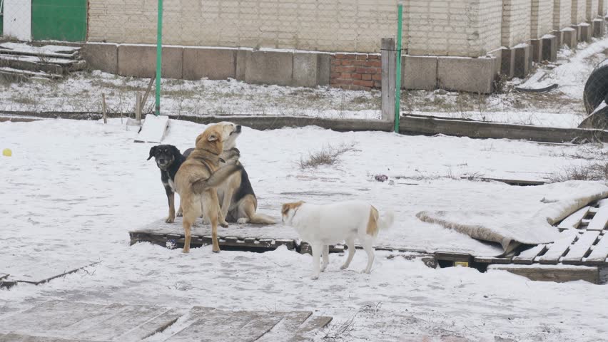A pack of stray dogs interact and play on a snow-covered park landscape amidst urban surroundings in the early morning light. Royalty-Free Stock Footage #3469498561