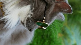 Fashionable cat with glasses in nature serene style statement chic presence vertical video close-up. Fashionable cat chic tranquility elegance Fashionable cat elegance outdoor world stylish serenity.