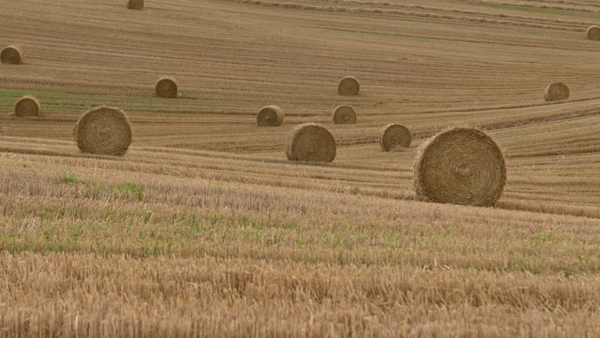 Straw bales in an undulating field after harvest in the evening sunlight