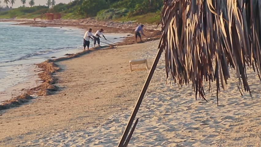 03.03.2024 - Cayo Coco Island, Cuba - Shot of the Brisas hotel staff cleaning up the beach from the seaweed. Travel