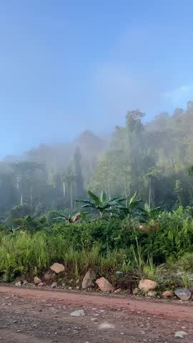 Forest view in the countryside 
