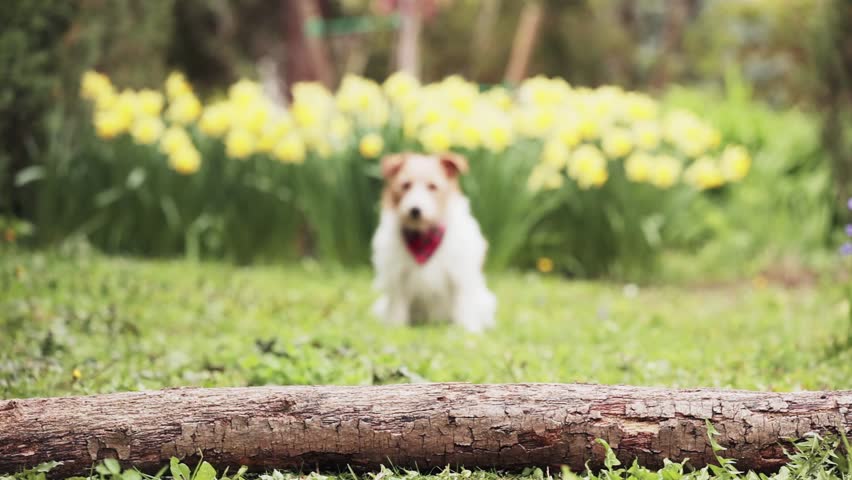 Cute happy active jack russell pet dog running and jumping in the grass. Hyperactive puppy.