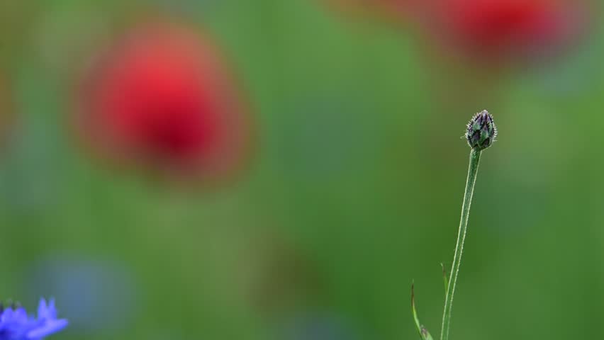 A cornflower bud against the background of poppies, swaying in the wind. Royalty-Free Stock Footage #3469583345
