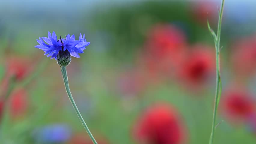 A cornflower flower against the background of poppies, swaying in the wind. Royalty-Free Stock Footage #3469583817