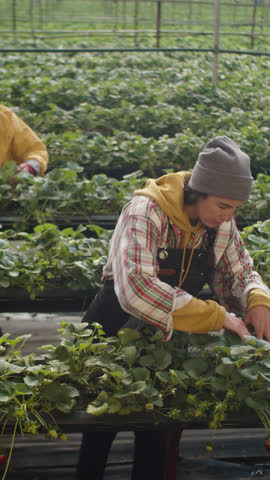 Vertical shot of two female workers collecting harvest in strawberry greenhouse farm
