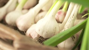 Fresh Garlic On Market Video