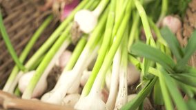 Fresh Young Garlic On The Market. Spicy Cooking Ingredient Video