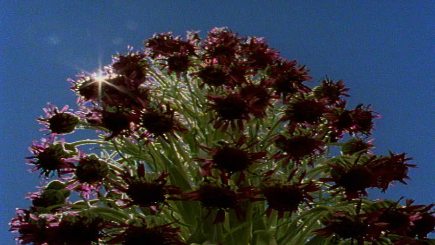 Shadowed red tropical flowers