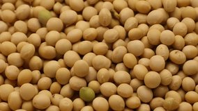 Raw soy bean seed food organic organic food japan healthy bean vegetable soybean nature