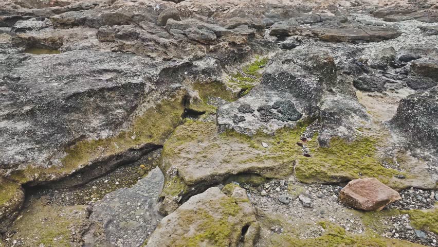 Moss-covered sea rocks. Seascape with stones