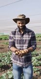Vertical video of smiling african american man holding fresh organically grown potatoes. organic farm and fresh organically grown vegetables.